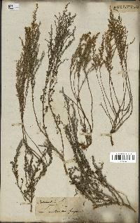 spécimen de Artemisia maritima
