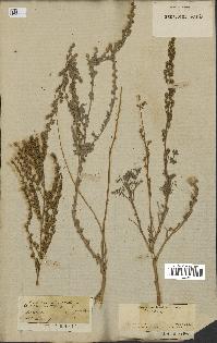 spécimen de Artemisia maritima