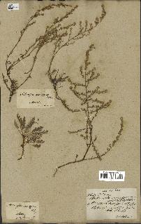 spécimen de Artemisia maritima