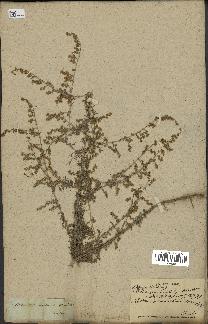 spécimen de Artemisia maritima
