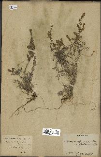 spécimen de Artemisia maritima