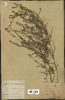 spécimen de Artemisia maritima