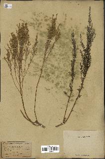 spécimen de Artemisia maritima