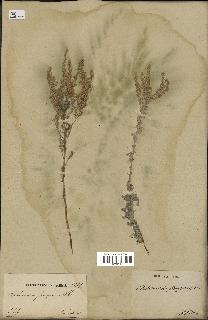 spécimen de Artemisia maritima