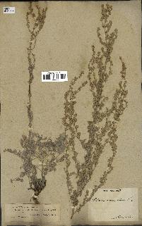 spécimen de Artemisia maritima