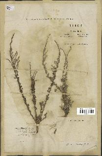 spécimen de Artemisia maritima