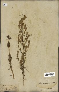 spécimen de Artemisia maritima