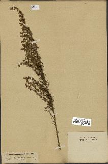 spécimen de Artemisia chamaemelifolia