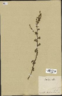 spécimen de Artemisia chamaemelifolia