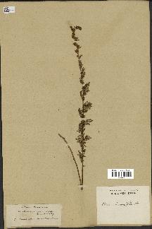 spécimen de Artemisia chamaemelifolia