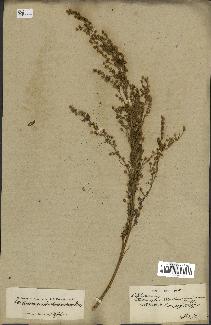 spécimen de Artemisia chamaemelifolia