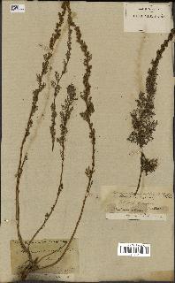 spécimen de Artemisia chamaemelifolia