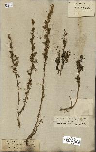 spécimen de Artemisia chamaemelifolia