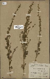 spécimen de Artemisia chamaemelifolia