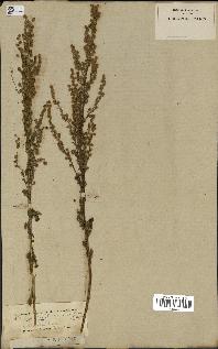 spécimen de Artemisia chamaemelifolia