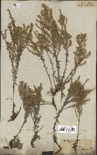 spécimen de Artemisia fragrans