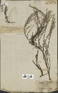 spécimen de Artemisia fragrans