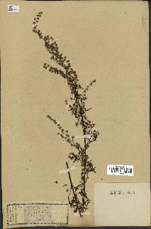 spécimen de Artemisia vulgaris