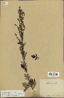 spécimen de Artemisia vulgaris