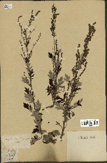 spécimen de Artemisia vulgaris