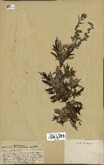 spécimen de Artemisia vulgaris