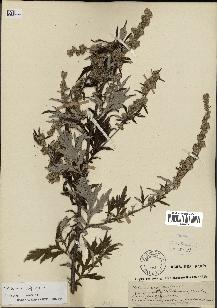 spécimen de Artemisia vulgaris