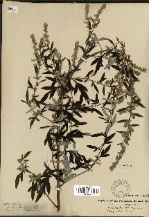 spécimen de Artemisia vulgaris