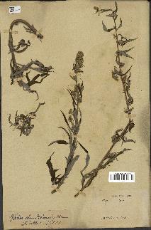 spécimen de Artemisia vulgaris