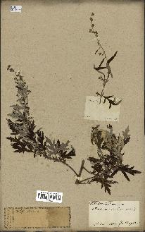 spécimen de Artemisia vulgaris