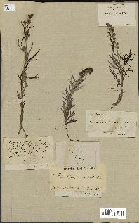 spécimen de Artemisia vulgaris