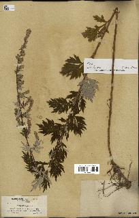 spécimen de Artemisia vulgaris