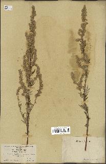 spécimen de Artemisia vulgaris