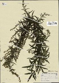 spécimen de Artemisia verlotiorum