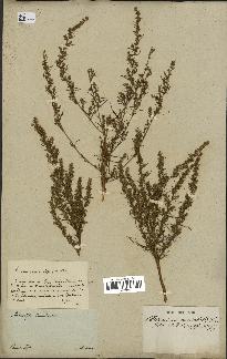 spécimen de Artemisia variabilis