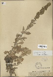 spécimen de Artemisia stelleriana