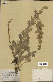 spécimen de Artemisia stelleriana