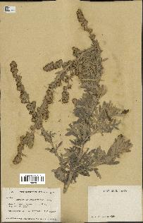 spécimen de Artemisia stelleriana