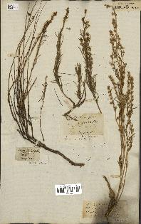 spécimen de Artemisia salsoloides