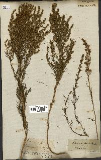 spécimen de Artemisia salsoloides