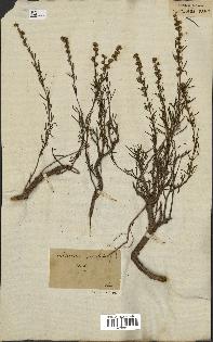 spécimen de Artemisia salsoloides