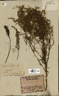 spécimen de Artemisia salsoloides