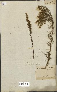 spécimen de Artemisia salsoloides