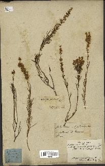 spécimen de Artemisia salsoloides