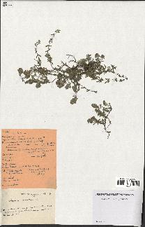 spécimen de Thymus serpyllum