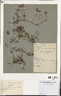 spécimen de Thymus serpyllum