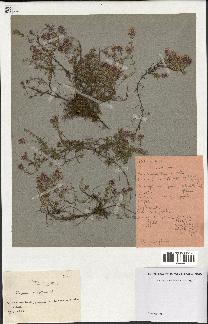 spécimen de Thymus serpyllum