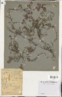 spécimen de Thymus serpyllum