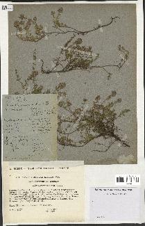 spécimen de Thymus serpyllum