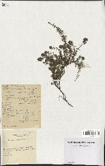 spécimen de Thymus serpyllum
