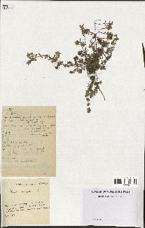 spécimen de Thymus serpyllum